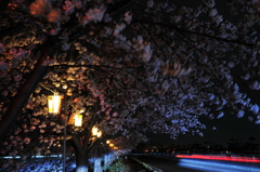 雨の夜桜