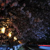 雨の夜桜