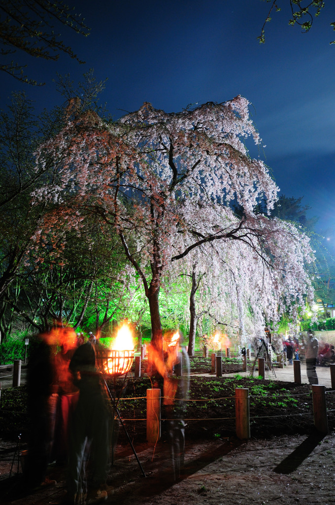 しだれ桜とかがり火