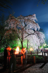 しだれ桜とかがり火