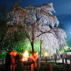 しだれ桜とかがり火