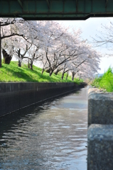 橋の向こうの春