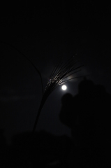 十五夜