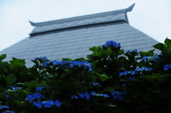 アジサイ