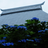 アジサイ