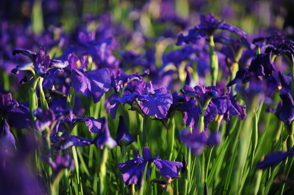菖蒲１