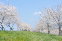 淡い春模様