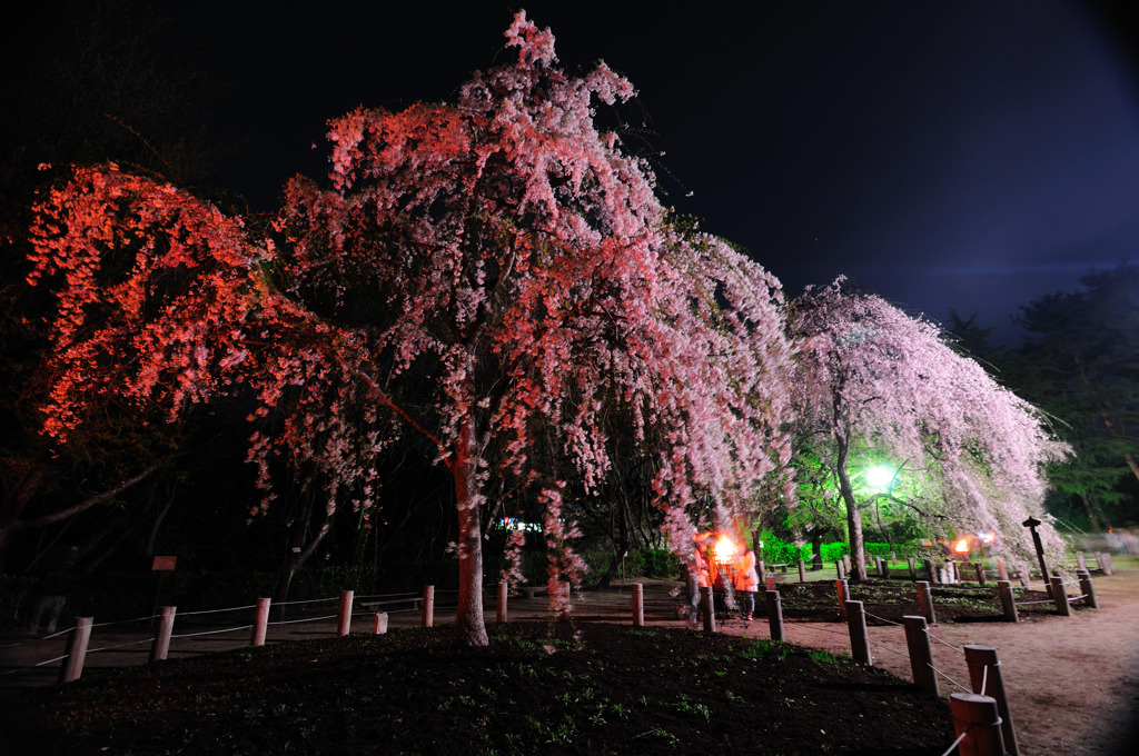 しだれ桜とかがり火　２