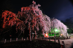 しだれ桜とかがり火　２
