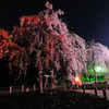 しだれ桜とかがり火　２