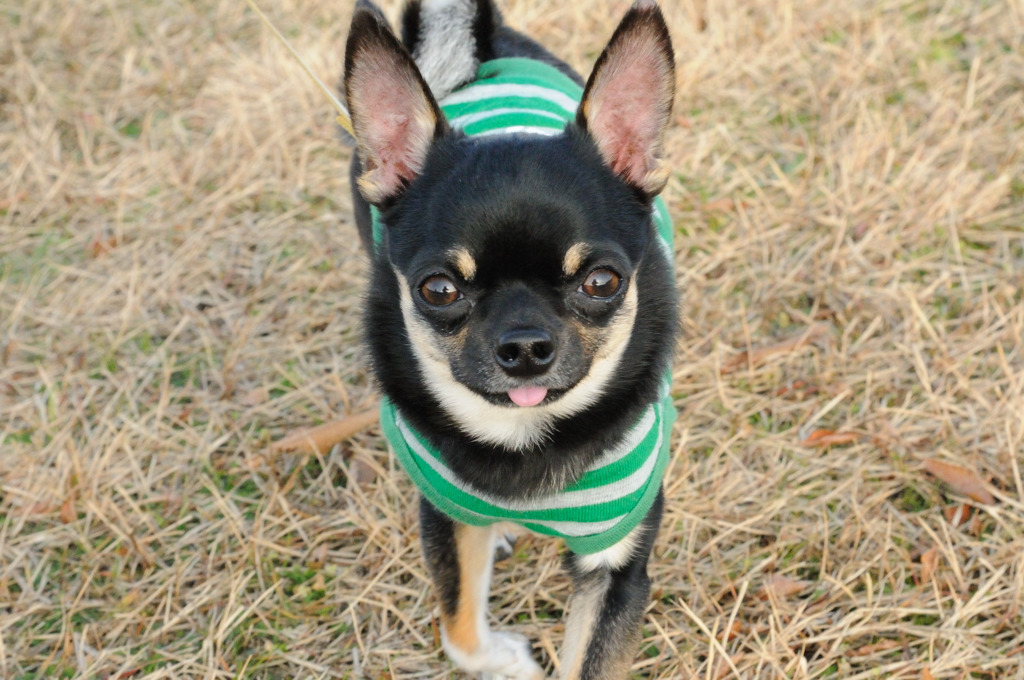 dog