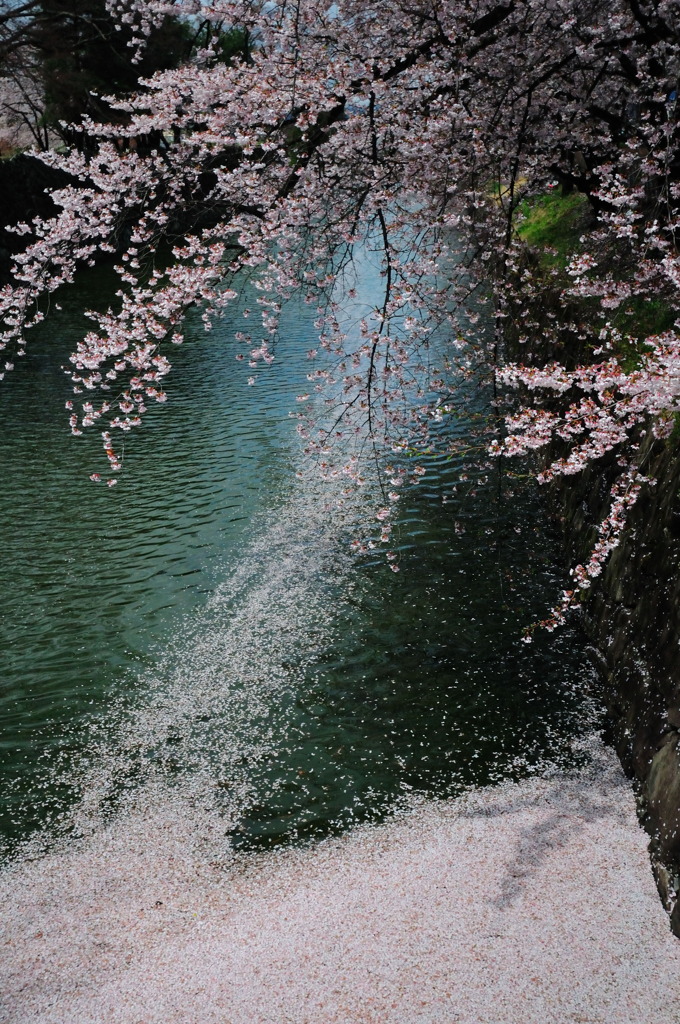 散り初めも美しい