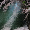 散り初めも美しい