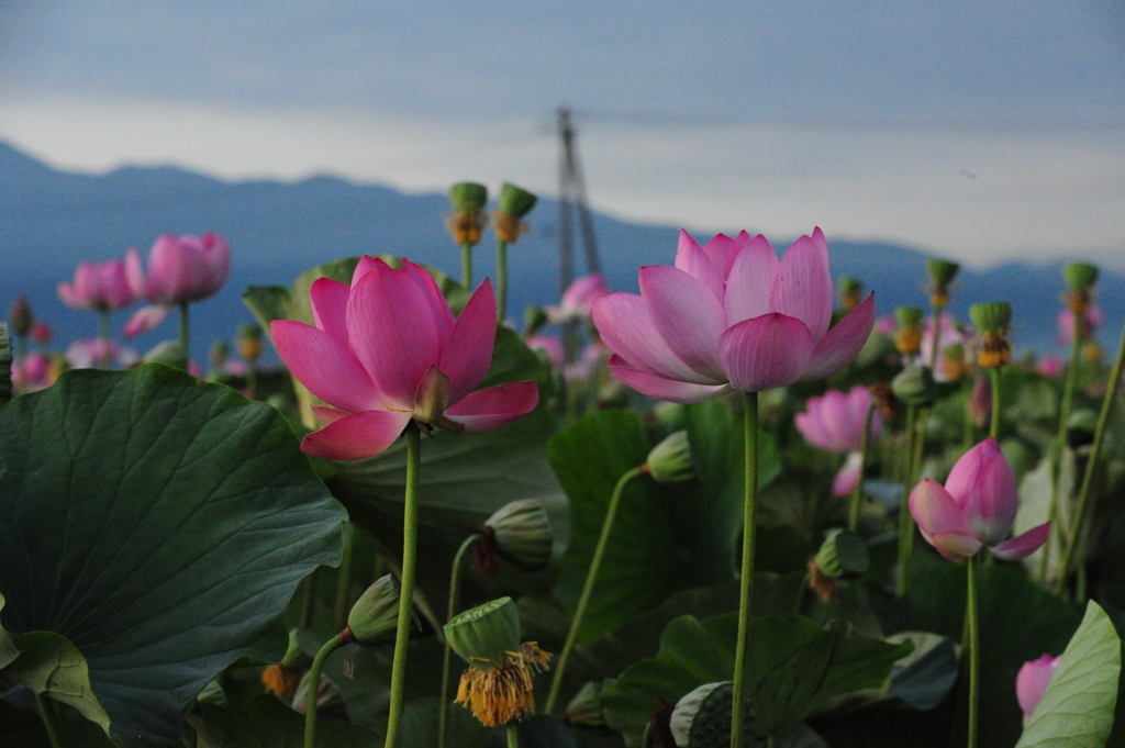 蓮の花たち