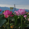 蓮の花たち