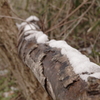 道