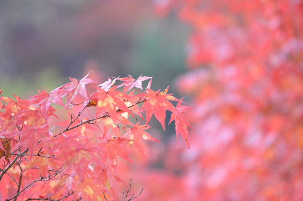 紅葉