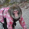 サル