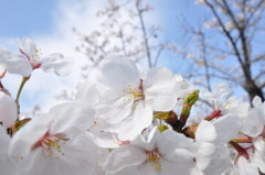 桜山