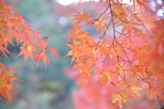紅葉