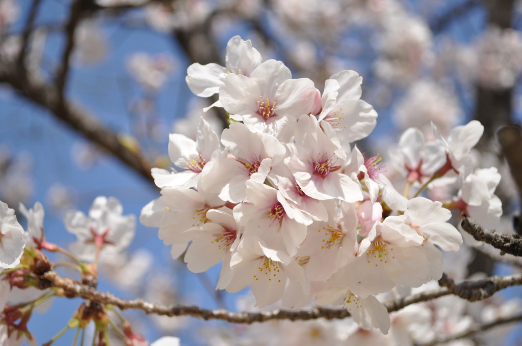 桜の花