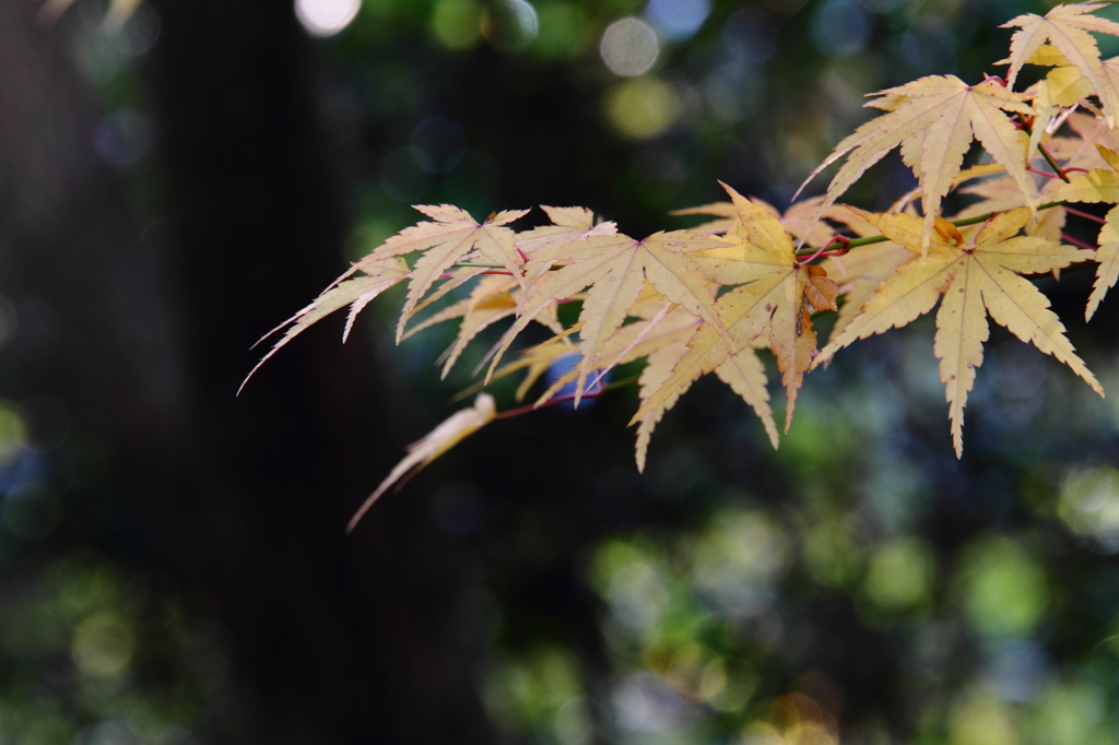 紅葉－黄色