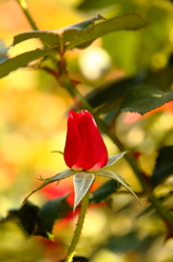 京都植物園ー薔薇