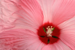 アメリカフヨウの花