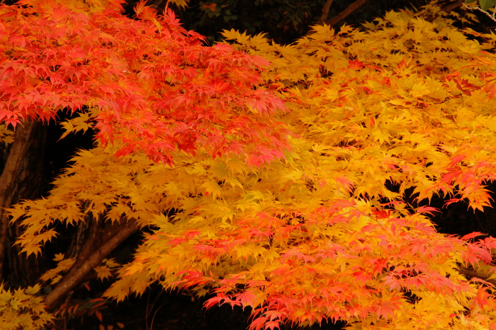 紅葉－赤い葉、黄色い葉