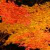 紅葉－赤い葉、黄色い葉