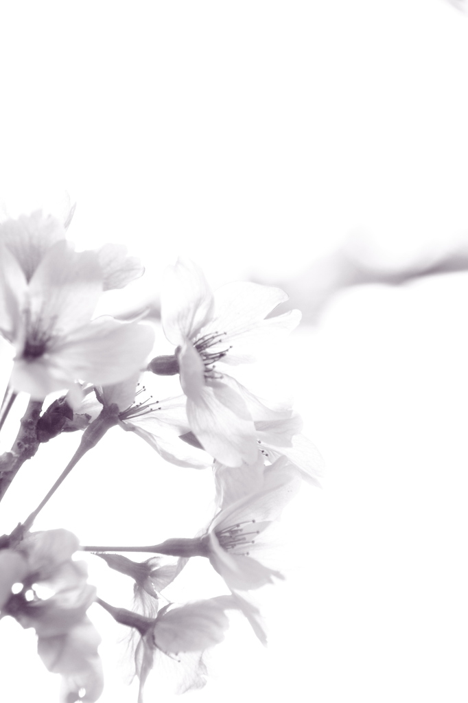 桜色