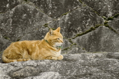 川沿いの猫。