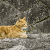 川沿いの猫。