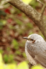 鳥は撮ります。