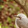 鳥は撮ります。