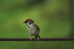 A sparrow, looking right direction