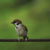 A sparrow, looking right direction