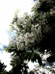 藤の花