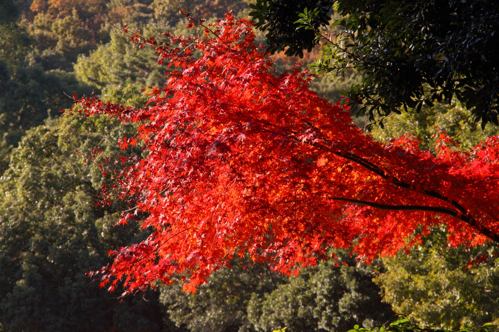 紅葉－赤の炎