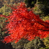 紅葉－赤の炎