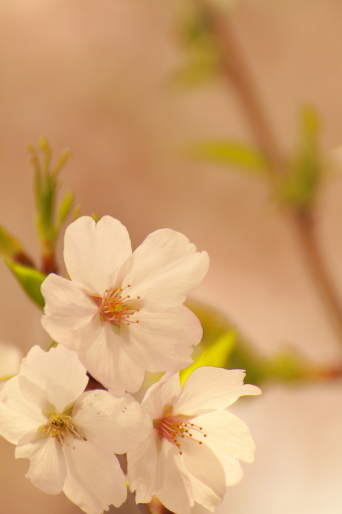桜①