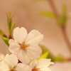 桜①