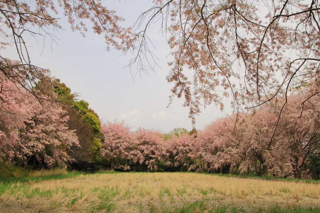 しだれる桜の木々