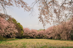 しだれる桜の木々