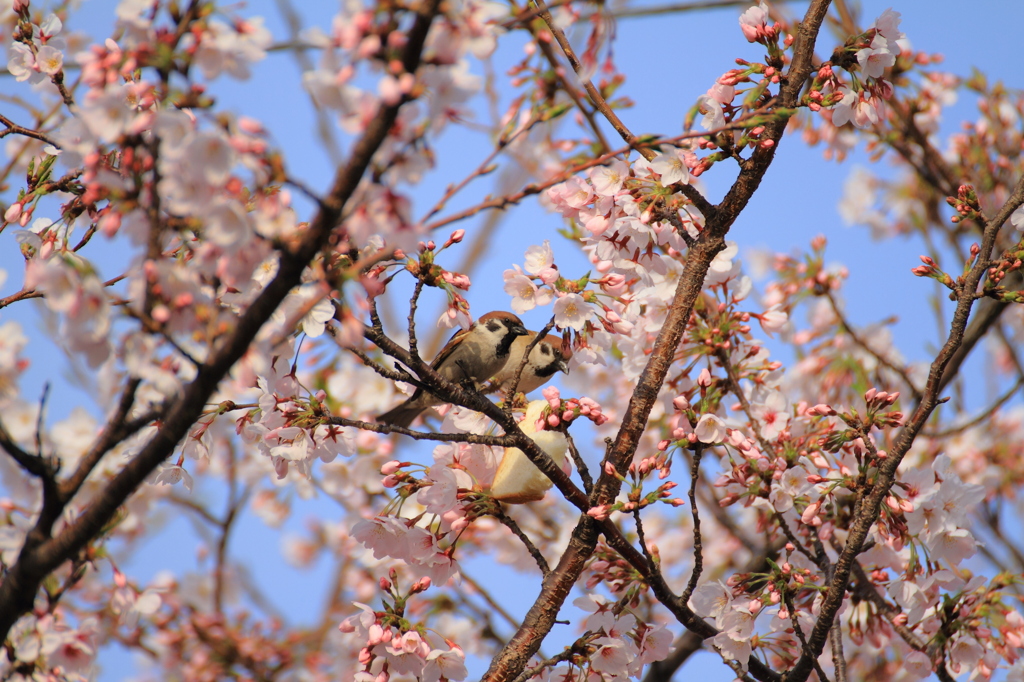 スズメの花見③