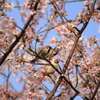 スズメの花見③