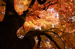 京都植物園-紅葉