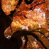 京都植物園-紅葉