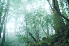 屋久島-霧の森