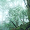 屋久島-霧の森